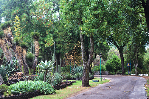 olección de agaváceas en el Jardín Botánico de la UNAM